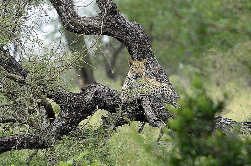 Bushlovers Safaris